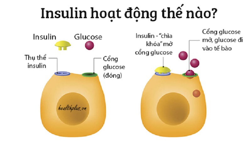 INSULIN – CƠ CHẾ HẠ ĐƯỜNG HUYẾT
